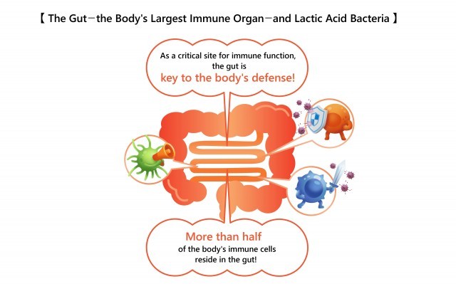 the gut the bobdy's largest  immune organ and lactic acid bacteria